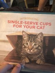 Lost Male Cat last seen Near vía Espana la jolla, San Diego, CA 92037