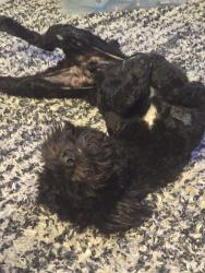 Reunited Male Dog last seen Hollister/Lebec Rd, Phelan, CA 92371