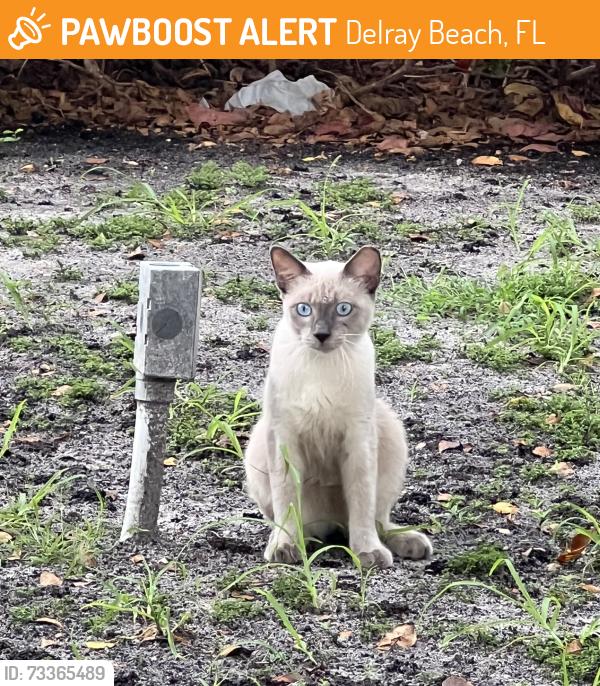 Found/Stray Male Cat last seen Lindell blvd and egret circle, Delray Beach, FL 33487