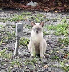 Found/Stray Male Cat last seen Lindell blvd and egret circle, Delray Beach, FL 33487