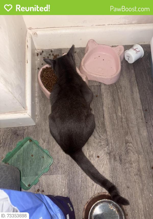 Reunited Female Cat last seen Outside home, Neath Port Talbot, Wales 