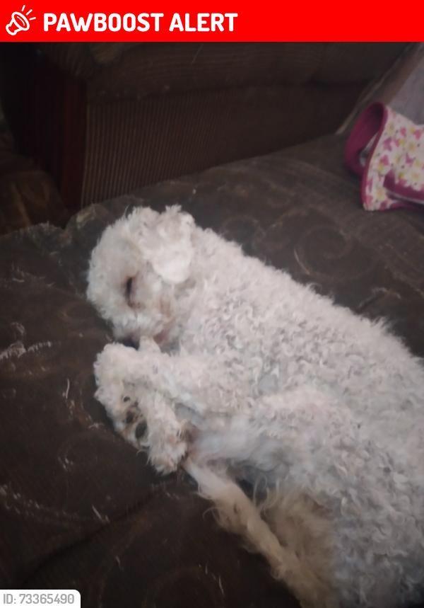 Lost Male Dog last seen Av 6 poniente 317, Heroica Puebla de Zaragoza, Pue. 72000