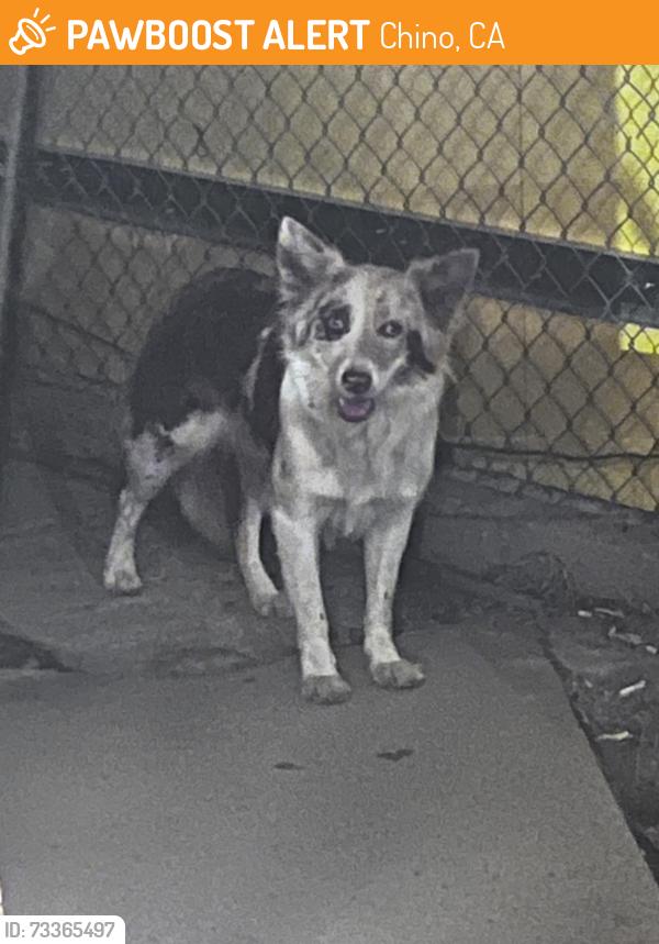 Found/Stray Unknown Dog last seen Chino ave, Chino, CA 91710