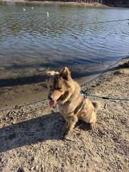 Reunited Male Dog last seen Euclid and Chollas Rd, San Diego CA, San Diego, CA 92105
