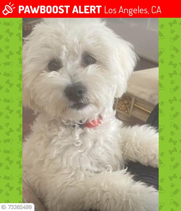 Lost Male Dog last seen 5th and 29th, Los Angeles, CA 90018