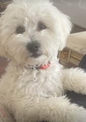 Lost Male Dog last seen 5th and 29th, Los Angeles, CA 90018