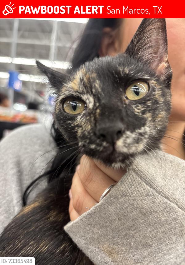 Lost Female Cat last seen flatz 512, San Marcos, TX 78666