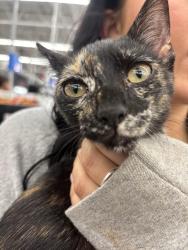 Lost Female Cat last seen flatz 512, San Marcos, TX 78666
