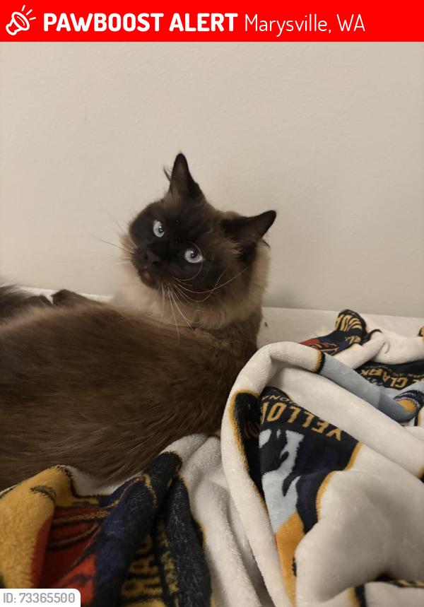 Lost Male Dog last seen Near 87th Ave NE, Marysville, WA 98270