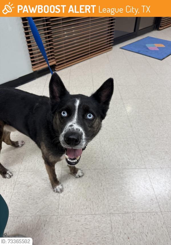 Found/Stray Male Dog last seen Railroad tracks, League City, TX 77573