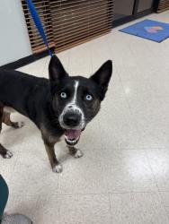 Found/Stray Male Dog last seen Railroad tracks, League City, TX 77573