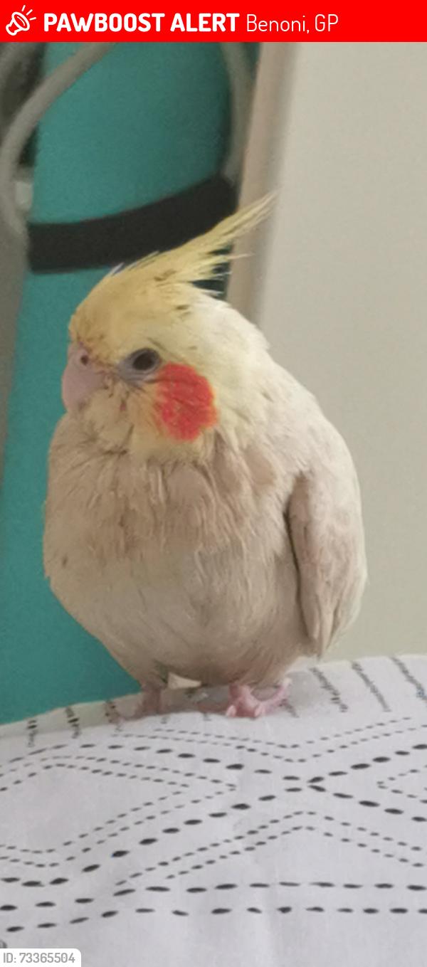 Lost Female Bird last seen President Brand Road, Rynfield, Benoni, Benoni, GP 1501