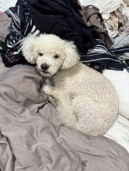 Lost Male Dog last seen Oliver and ingraham, San Diego, CA 92109