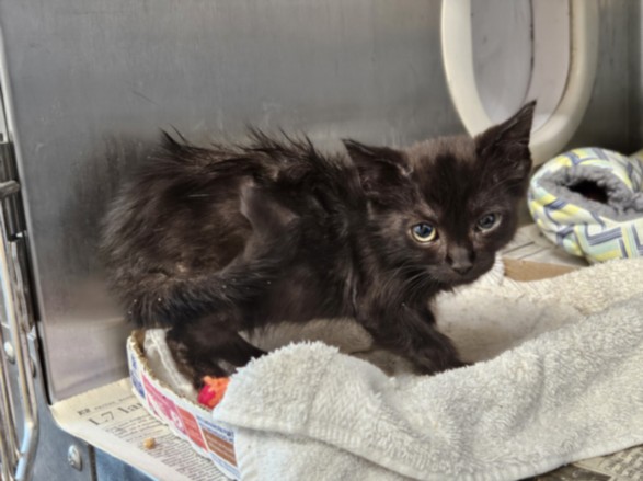 Shelter Stray Female Cat last seen , 3201 Lacy St, Los Angeles, CA 90031, USA