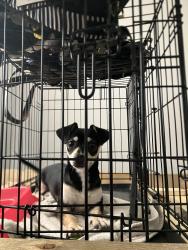 Lost Female Dog last seen Doran st and Dana Ave, Mesa, AZ 85204