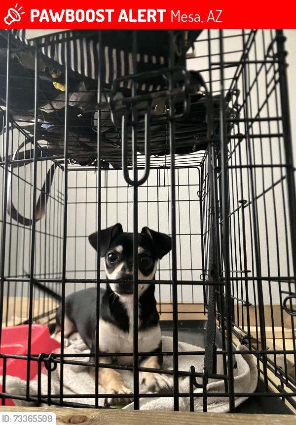 Lost Female Dog last seen Doran st and Dana Ave, Mesa, AZ 85204