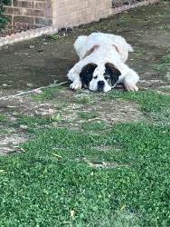 Reunited Female Dog last seen Thomas and 71 ave, Phoenix, AZ 85033