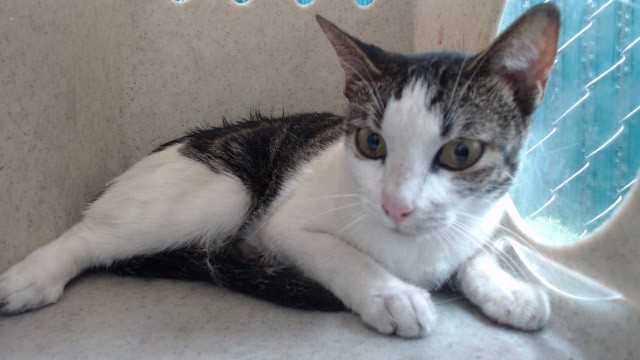 Shelter Stray Unknown Cat last seen , 11258 Garfield Ave, Downey, CA 90242, USA