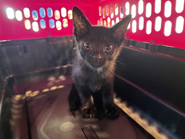 Shelter Stray Male Cat last seen W FLORRISANT AND HUDSON DR, 1705 S Hanley Rd, Brentwood, MO 63144, USA