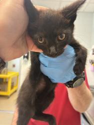 Shelter Stray Female Cat last seen MEBANE AC, 221 Stone Quarry Rd, Burlington, NC 27217, USA