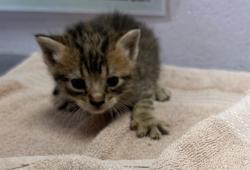 Shelter Stray Female Cat last seen Near BLOCK LINE ST, 2020 Forest St, Jacksonville, FL 32204, USA