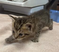 Shelter Stray Male Cat last seen Near BLOCK LINE ST, 2020 Forest St, Jacksonville, FL 32204, USA