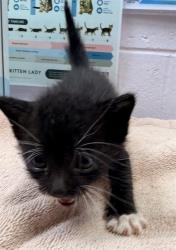 Shelter Stray Male Cat last seen Near BLOCK LINE ST, 2020 Forest St, Jacksonville, FL 32204, USA