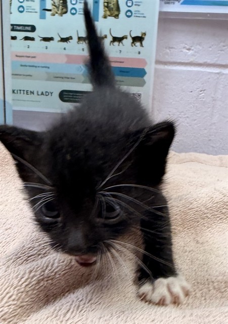 Shelter Stray Male Cat last seen Near BLOCK LINE ST, 2020 Forest St, Jacksonville, FL 32204, USA