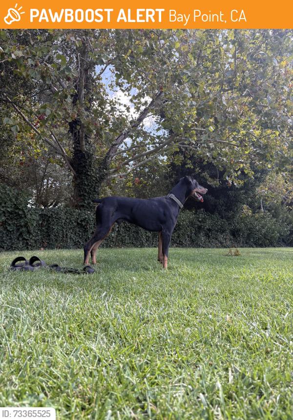 Found/Stray Male Dog last seen Bay Point, Bay Point, CA 94565