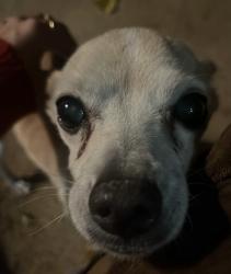 Reunited Female Dog last seen Las piedras dr neighborhood, Victorville, CA 92395