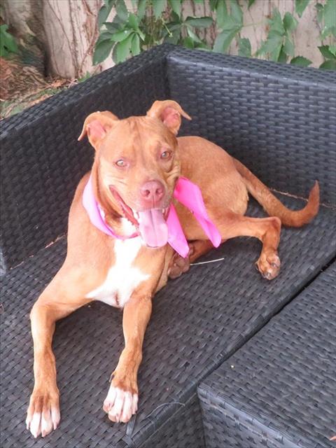 Shelter Stray Female Dog last seen NW 36@ MAY, 2811 SE 29th St, Oklahoma City, OK 73129, USA