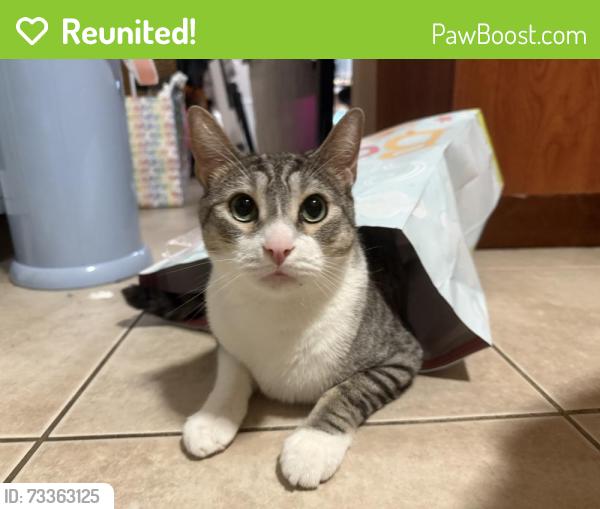 Reunited Male Cat last seen Hayes Street, Hollywood, FL 33020