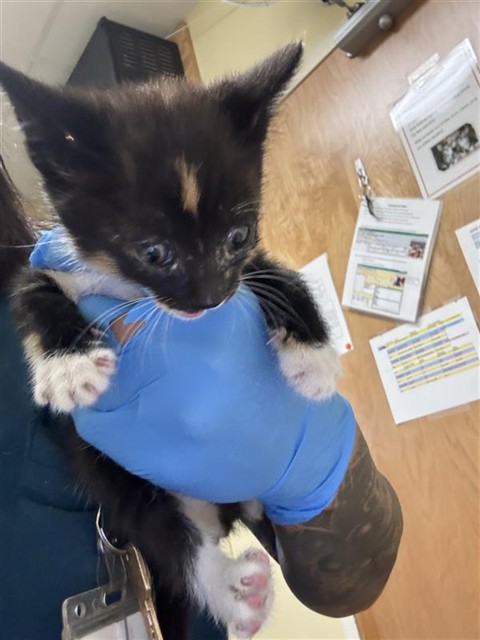 Shelter Stray Female Cat last seen T ST & 6TH ST, 2127 Front St, Sacramento, CA 95818, USA