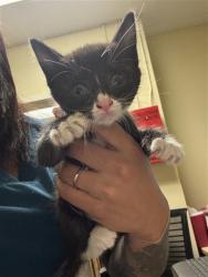 Shelter Stray Male Cat last seen T ST & 6TH ST, 2127 Front St, Sacramento, CA 95818, USA