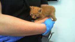 Shelter Stray Male Cat last seen CHARLOTTE, 8315 Byrum Dr, Charlotte, NC 28217, USA