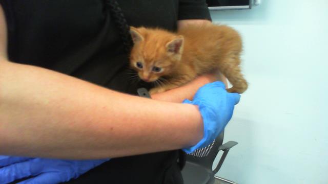 Shelter Stray Male Cat last seen CHARLOTTE, 8315 Byrum Dr, Charlotte, NC 28217, USA