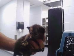 Shelter Stray Female Cat last seen CHARLOTTE, 8315 Byrum Dr, Charlotte, NC 28217, USA