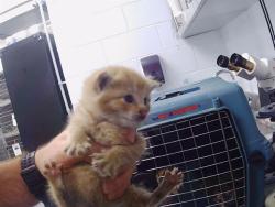 Shelter Stray Male Cat last seen CHARLOTTE, 8315 Byrum Dr, Charlotte, NC 28217, USA