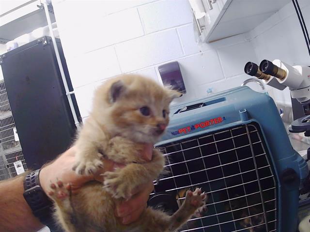 Shelter Stray Male Cat last seen CHARLOTTE, 8315 Byrum Dr, Charlotte, NC 28217, USA