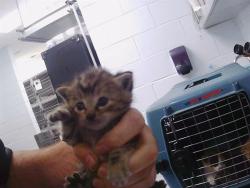 Shelter Stray Female Cat last seen CHARLOTTE, 8315 Byrum Dr, Charlotte, NC 28217, USA