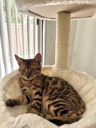 Lost Female Cat last seen Near florín rd, Sacramento, CA 95828