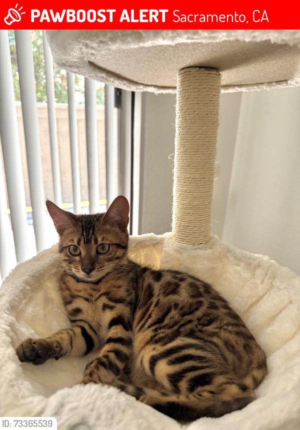 Lost Female Cat last seen Near florín rd, Sacramento, CA 95828