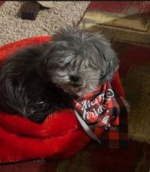 Lost Female Dog last seen Buckley & Quincy, Aurora, CO 80015