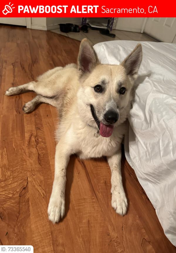 Lost Female Dog last seen Hoopa ct, Sacramento, CA 95820