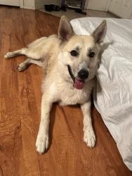 Lost Female Dog last seen Hoopa ct, Sacramento, CA 95820