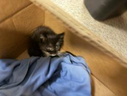 Shelter Stray Female Cat last seen Near BLOCK NW 60 ST, 3599 NW 79th Ave, Doral, FL 33122, USA
