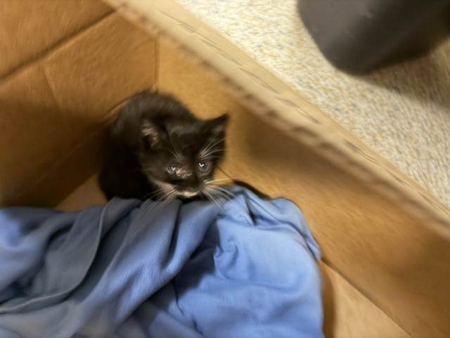 Shelter Stray Female Cat last seen Near BLOCK NW 60 ST, 3599 NW 79th Ave, Doral, FL 33122, USA