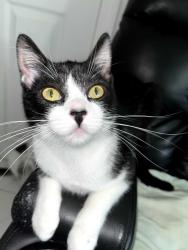 Lost Female Cat last seen Anthony street, Middletown, NY 10940