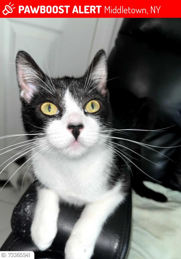 Lost Female Cat last seen Anthony street, Middletown, NY 10940