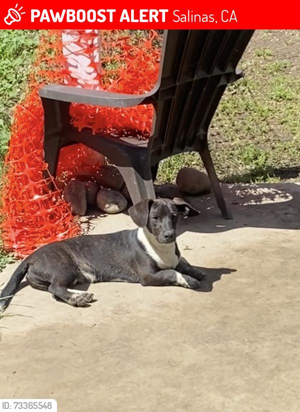 Lost Male Dog last seen Vierra Canyon, Prunedale Ca, Salinas, CA 93907